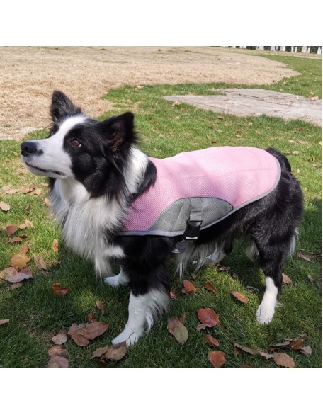 2022 Best Dog Cooling Vest