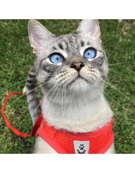 Reflective Cat & Kitten Harness And Leash Set