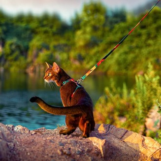 Easy Control Cat Harness and Leash Set for Walking