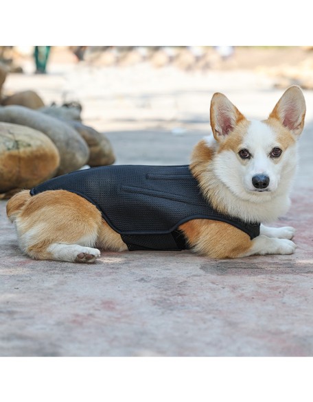 Back Brace for Dogs With IVDD